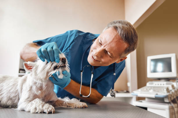 Best 24-Hour Emergency Dental Care in Jackson, CA